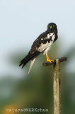 Pied Harrier ( Circus melanoleucos )