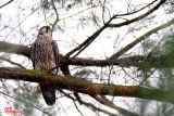 DSC_2051.jpg