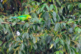 Blue-winged Leafbird (Chloropsis cochinchinensis)