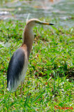 Javan Pond Heron ( Ardeola speciosa )