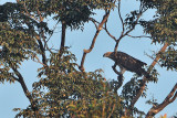 Changeable Hawk Eagle (Spizaetus cirrhatus)