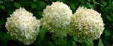 plantencentrum hydrangea.jpg