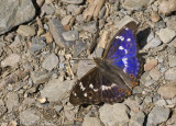Lesser purple emperor / Kleine weerschijnvlinder