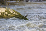 American Dipper