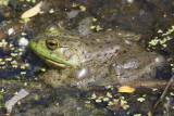 Bull Frog