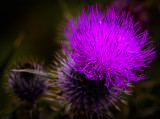 Bad hair day :o)