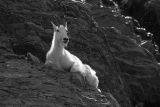 Wildlife in Glacier National Park