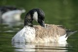 Canada Goose(Branta canadensis)