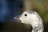 Snow Goose (Anser caerulescens)