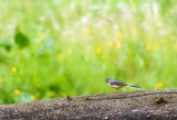 Grey Wagtail (Forsrla)