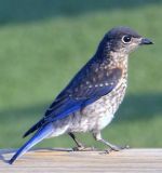 Baby Bluebird