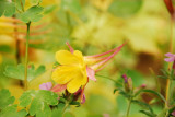 Columbine