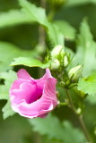 _DSC24264 8x12dpi300_resize.jpg