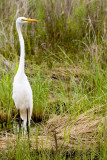 Great Egret _DSC24592 8x12dpi300_resize.jpg