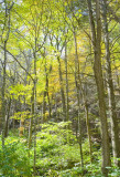 Above Millertown Road, Shenandoah Co., VA