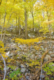 Above Millertown Road, Shenandoah Co., VA