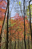 Above Millertown Road, Shenandoah Co., VA