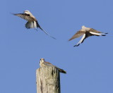 Attack of the Scissortail Flycatchers