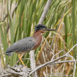 heron vert IMG_6625-800.jpg