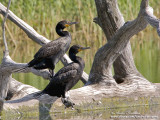 cormoran a aigrettes IMG_7494-800.jpg