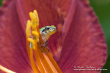 rainette versicolore IMG_9354-720.jpg