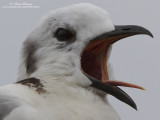 mouette tridactyle IMG_1416-800.jpg