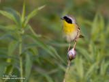 paruline masqu IMG_1673-800-.jpg