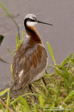  phalarope de wilson IMG_5565-800.jpg