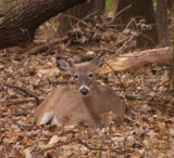 Whitetail at rest