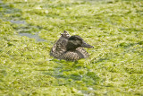 Duck swimming in Algae