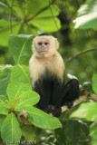 White-throated Capuchin Monkey, Manuel Antonio National Park, Costa Rica