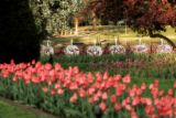 Spring Tulips and Swan Boats
