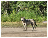 Healthy Looking Wolf