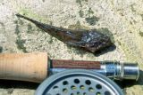 Red Deer River Sculpin