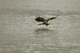 Eagles