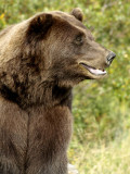 Brown Bear<br>by aja2