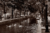 Swans of Amsterdam
