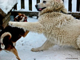 Fight In A Dog