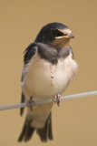 Young Swallow