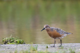 Knot (Summer Plumage)