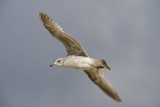 Laridae - Gulls