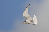 Little Tern