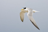 Little Tern