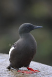 Black Guillemot