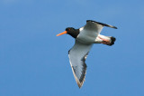 Oystercatcher