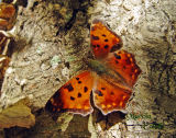 BRUSHFOOT SATYR COMMA 0294 .jpg