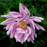 PARTY DRESS JAPANESE ANEMONE_2046 .jpg