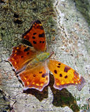 BRUSHFOOT SATYR COMMA  0295.jpg