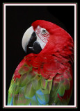 GREEN WING MACAW-1766.jpg