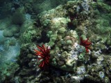 P6120088sm.jpg